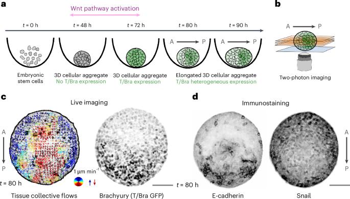Marangoni-like tissue flows enhance symmetry breaking of embryonic organoids