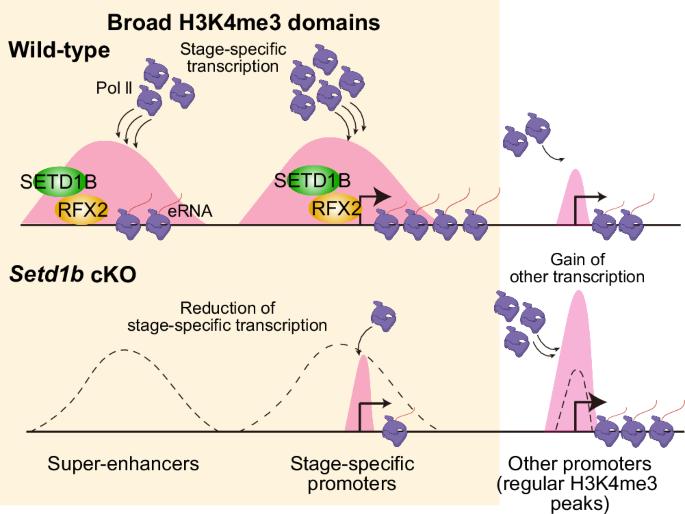 Broad H3K4me3 domains orchestrate temporal control of gene expression