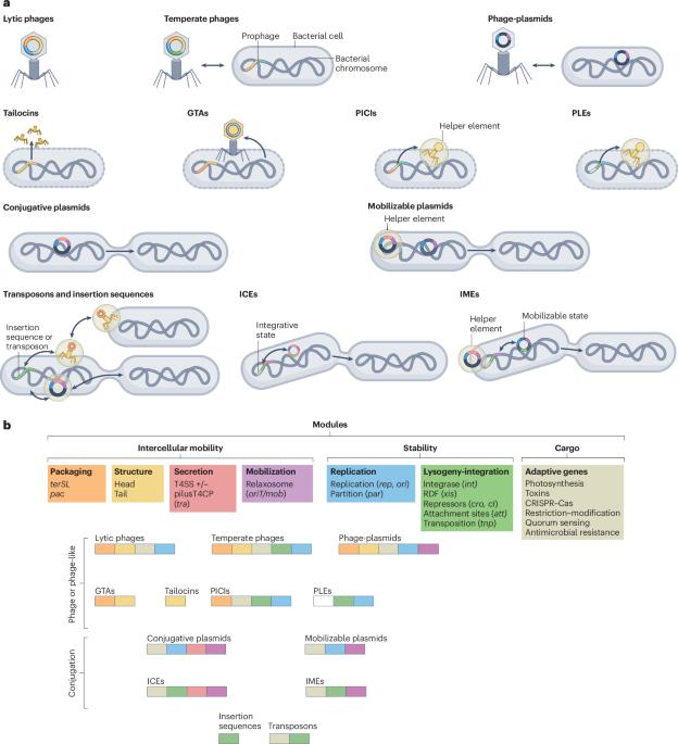 Interactions and evolutionary relationships among bacterial mobile genetic elements