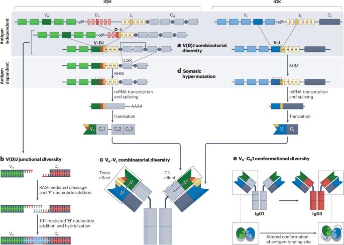 New insights into antibody structure with implications for specificity, variable region restriction and isotype choice