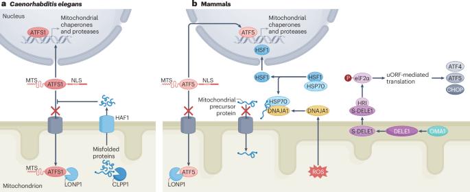 Mitochondrial quality control in cardiomyocytes: safeguarding the heart against disease and ageing