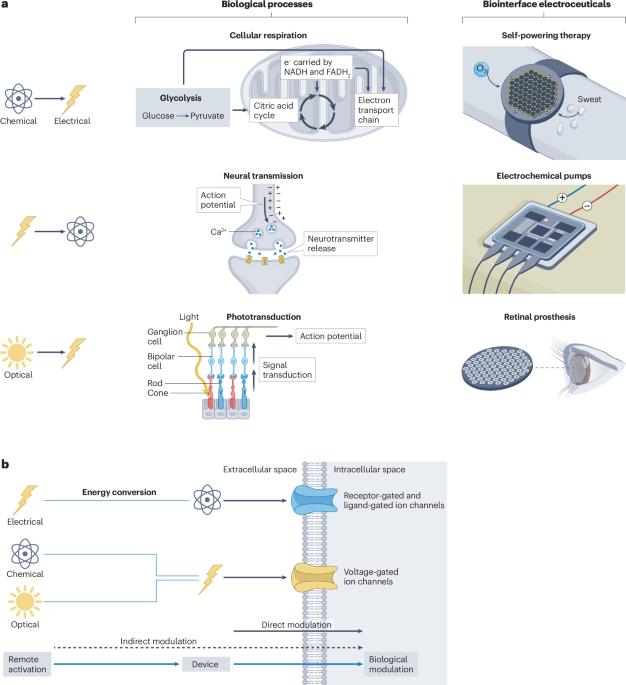 Implantable bioelectronic devices for photoelectrochemical and electrochemical modulation of cells and tissues