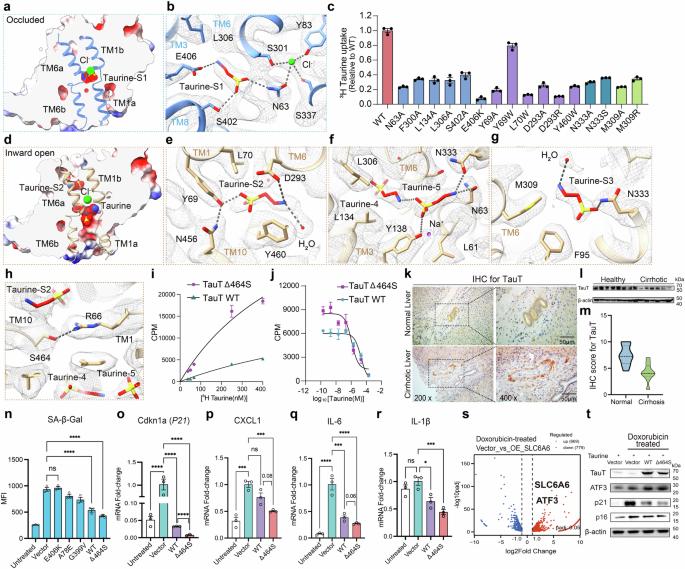 Structural basis of augmenting taurine uptake by the taurine transporter in alleviating cellular senescence