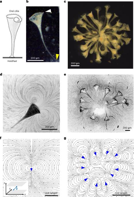 Cooperative hydrodynamics accompany multicellular-like colonial organization in the unicellular ciliate Stentor