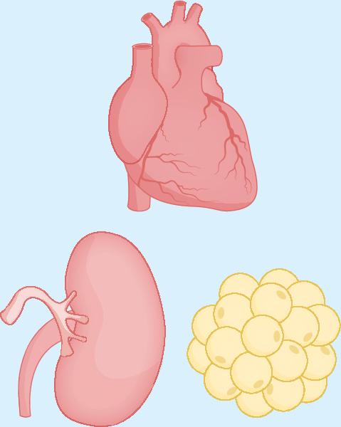 Cardiovascular mortality increases with stage of cardiovascular–kidney–metabolic syndrome