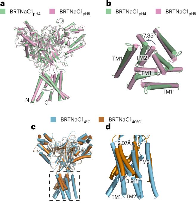 Conformational changes in heat- and proton-sensing ion channel in centipedes