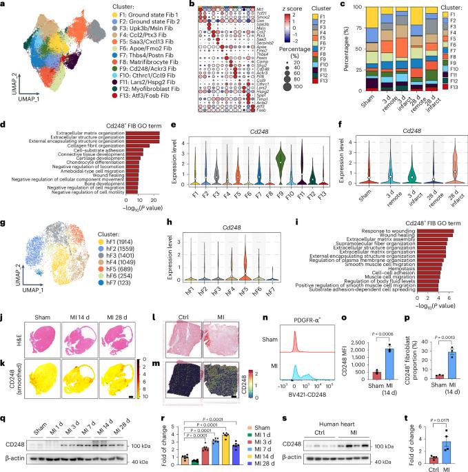 Dynamic molecular atlas of cardiac fibrosis at single-cell resolution shows CD248 in cardiac fibroblasts orchestrates interactions with immune cells