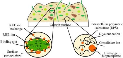 Biosorption selectivity of rare earth elements onto Euglena mutabilis suspensions and biofilms and the effect of divalent metal ions
