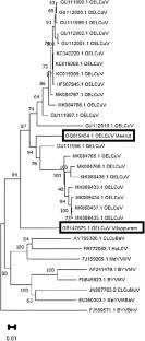 First report and molecular identification of two new begomovirus strains linked to okra enation leaf curl disease in northern and southern India