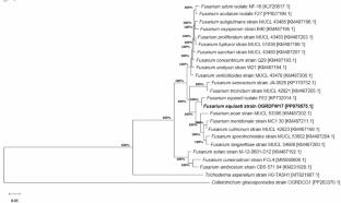First report of Fusarium equiseti causing basal rot of onion bulbs from India