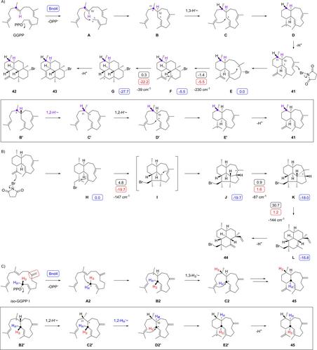 Enzyme-Catalysed Formation of Hydrocarbon Scaffolds from Geranylgeranyl Diphosphate Analogs with Shifted Double Bonds