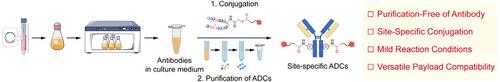 Direct Preparation of Site-Specific Antibody–Drug Conjugates with Unpurified Antibodies in Culture Medium