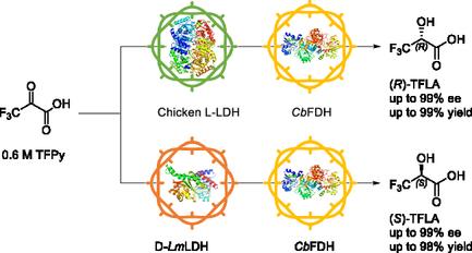 Study on the Asymmetric Synthesis of Chiral 3,3,3-Trifluoro-2-Hydroxypropanoic Acids by Lactate Dehydrogenase