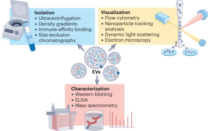 Extracellular vesicles in cardiovascular homeostasis and disease: potential role in diagnosis and therapy