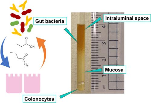 Gut in Tube─Continuous Measurement of Metabolic Crosstalk between Cell Populations in Heterogeneous Samples by NMR Imaging