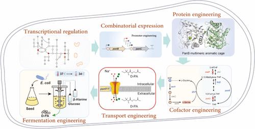 Efficient Synthesis of Vitamin B5 in Escherichia coli by Engineering Ketopantoate Hydroxymethyltransferase and Cofactor Supply
