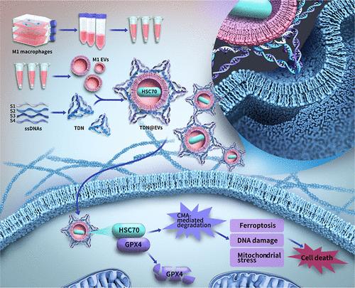 Tetrahedral-DNA-Nanostructure-Modified Engineered Extracellular Vesicles Enhance Oral Squamous Cell Carcinomas Therapy by Targeting GPX4