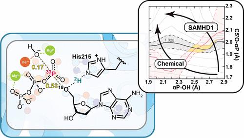 Transition State Analysis of SAMHD1 from Primary 18O, 33P, and Solvent Kinetic Isotope Effects
