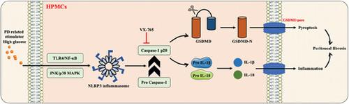 Inhibition of Caspase-1 Suppresses GSDMD-mediated Peritoneal Mesothelial Cell Pyroptosis and Inflammation in Peritoneal Fibrosis