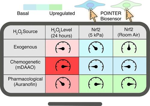 Development of an Oxygen-Insensitive Nrf2 Reporter Reveals Redox Regulation under Physiological Normoxia