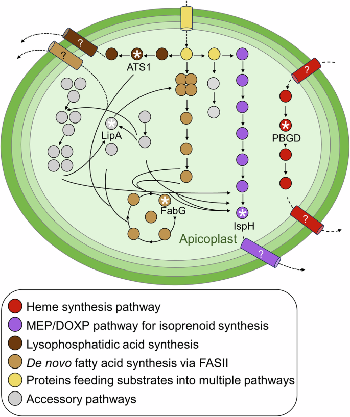 Dissecting apicoplast functions through continuous cultivation of Toxoplasma gondii devoid of the organelle