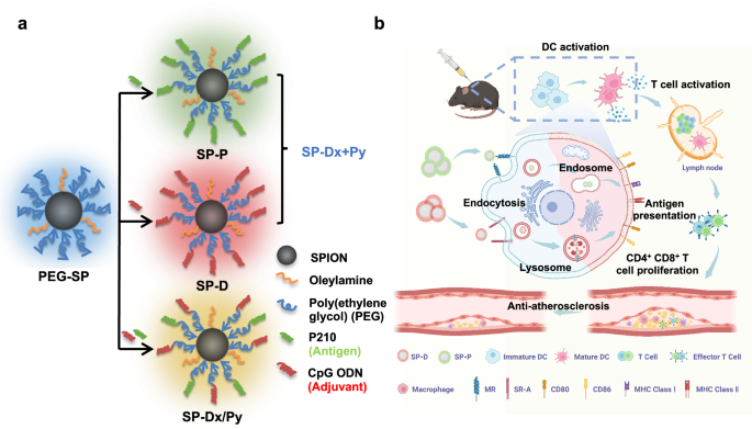 A nanovaccine for immune activation and prophylactic protection of atherosclerosis in mouse models