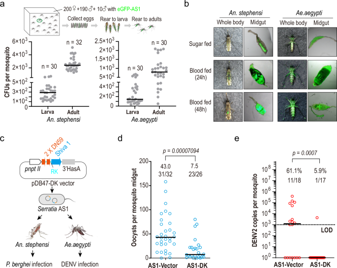 Harnessing engineered symbionts to combat concurrent malaria and arboviruses transmission