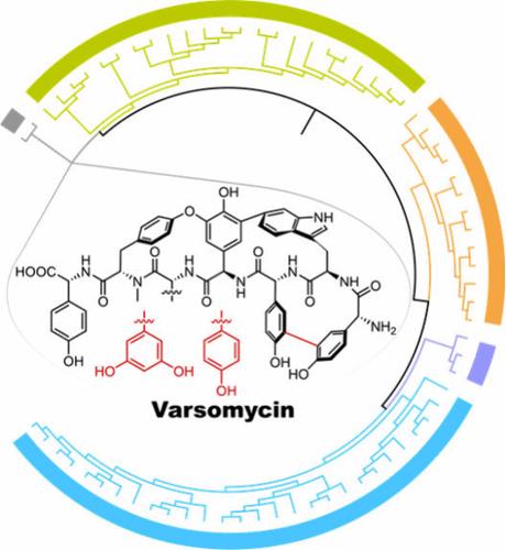 Phylogeny-Informed Discovery of New Glycopeptide Antibiotics Produced by a Minimal Biosynthetic Gene Cluster