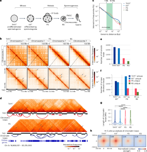 CTCF-mediated 3D chromatin sets up the gene expression program in the male germline