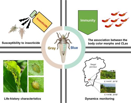 The relationship between the Huanglongbing pathogen and Diaphorina citri with body color polyphenism: field dynamics, acquisition efficiency, and immunity response