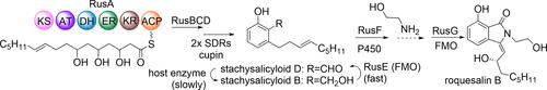 Formation of N-Hydroxyethylisoindolinone Derivatives in Fungi Requires Highly Coordinated Consecutive Oxidation Steps