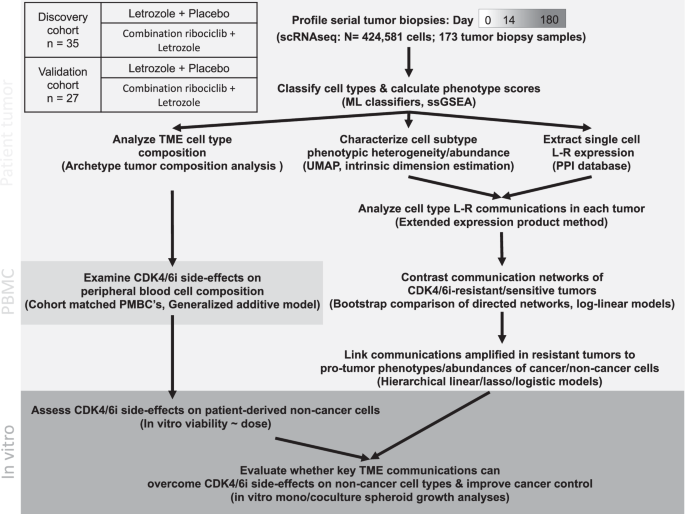 Cellular interactions within the immune microenvironment underpins resistance to cell cycle inhibition in breast cancers
