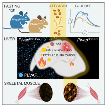 Hepatic stellate cells regulate liver fatty acid utilization via plasmalemma vesicle-associated protein