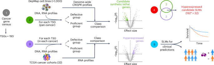 The transcriptomic architecture of common cancers reflects synthetic lethal interactions
