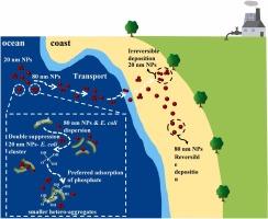 Escherichia coli and phosphate mediated the distinct retention of small-sized nano-plastic particles in seawater-saturated porous sands