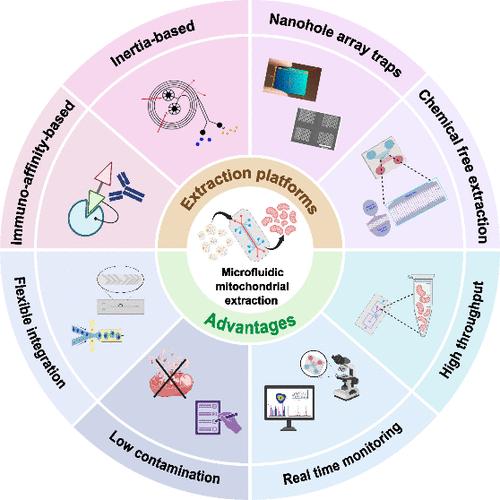 Development of a Microfluidic System for Mitochondrial Extraction, Purification, and Analysis