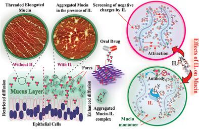 Microrheology of Ionic Liquid Doped Mucus for an Efficient Delivery of Protein-Based Oral Drugs