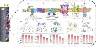 Mechanistic insights into the response of oxygen reducing biocathode to Ni2+: microbial activity and electron transfer behavior