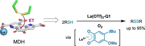 Bioinspired Lanthanide-ortho-Quinone-Catalyzed Aerobic Disulfide Formation