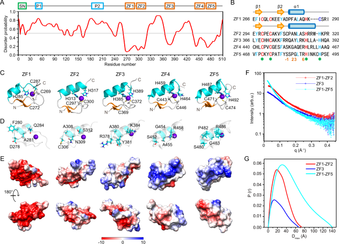 Structural insights into a highly flexible zinc finger module unravel INSM1 function in transcription regulation