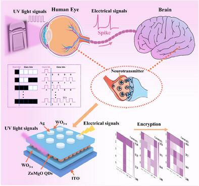 Neuromorphic Visual Computing with ZnMgO QDs-Based UV-Responsive Optoelectronic Synaptic Devices for Image Encryption and Recognition