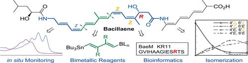 Total Synthesis and Stereochemical Proposal of the Hexaene Framework of Bacillaene