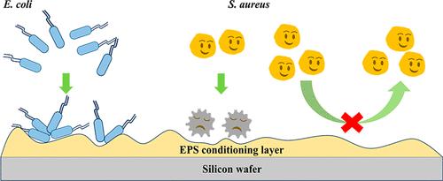Bacillus licheniformis Extracellular Polymeric Substances Conditioning Layer Mediates the Bacterial Adhesion Behaviors toward Controlled Biofilm Formation