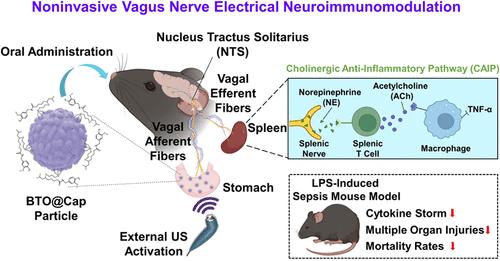 Noninvasive Vagus Nerve Electrical Stimulation for Immune Modulation in Sepsis Therapy