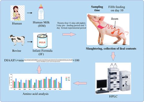 Effect of Different Ratios of α-Lactalbumin to β-Casein in Infant Formula on True Ileal Digestibility and Intestinal Morphology of Suckling Piglets