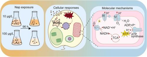 Physiological responses and adaptive mechanisms of the harmful algal bloom species Heterosigma akashiwo to naphthalene exposure