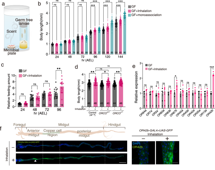 Microbiome-emitted scents activate olfactory neuron-independent airway-gut-brain axis to promote host growth in Drosophila