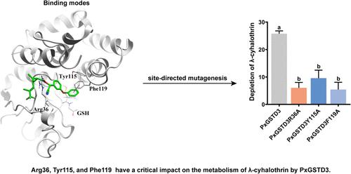 Molecular Mechanism of λ-Cyhalothrin Detoxification by a Delta-Class Glutathione S-Transferase (PxGSTD3) from Plutella xylostella