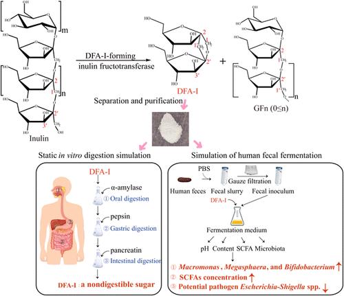 In Vitro Physiological Properties of Difructose Anhydride I Prepared from Inulin by Inulin Fructotransferase