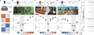 Evolution of temperature preference in flies of the genus Drosophila